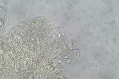 Coprotus granuliformis