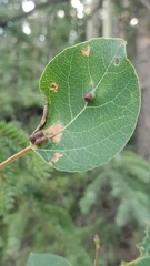 Phyllocoptes didelphis