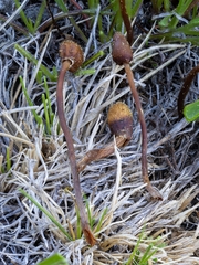 Galeropsis polytrichoides