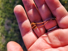 Galeropsis polytrichoides