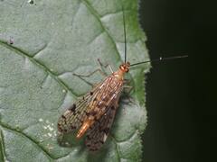 Panorpa nebulosa