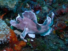 Rhinopias eschmeyeri