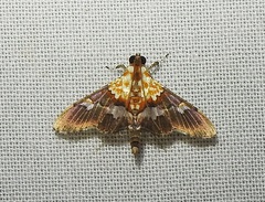 Aetholix flavibasalis