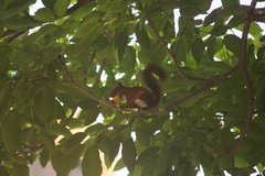 Sciurus granatensis