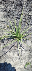 Carex secalina