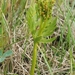 Lanceleaf Moonwort - Photo (c) Paul Norwood, some rights reserved (CC BY-NC), uploaded by Paul Norwood