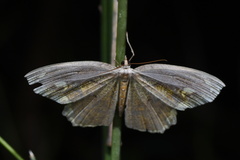 Thinopteryx