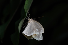 Thinopteryx