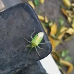 Urolabida