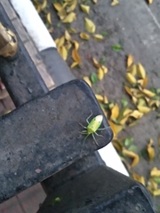 Urolabida