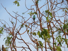 Psephotus dissimilis