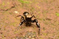 Harmochirus insulanus