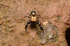 Harmochirus insulanus