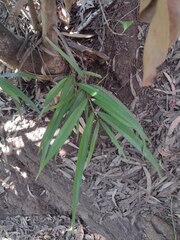 Elaeodendron orientale