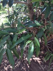 Elaeodendron orientale