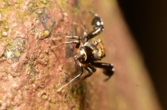 Harmochirus insulanus