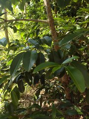 Elaeodendron orientale