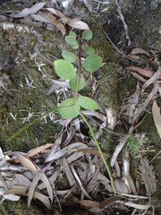 Peperomia leptostachya