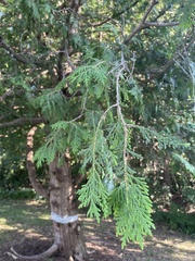 Thuja occidentalis