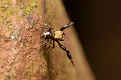 Harmochirus insulanus