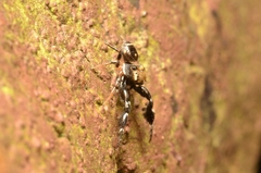 Harmochirus insulanus