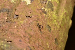 Harmochirus insulanus