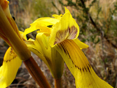 Moraea huttonii