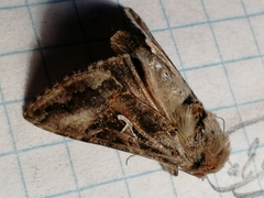 Autographa mandarina