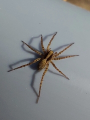 Pardosa lugubris