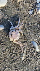 Eriocheir sinensis