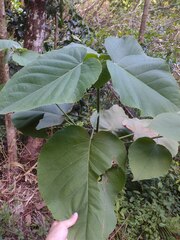 Clerodendrum macrostegium