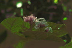 Clerodendrum macrostegium