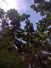 Clerodendrum macrostegium