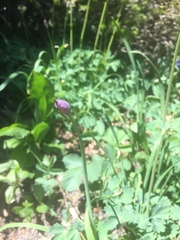 Allium brevistylum