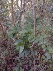 Odontonema cuspidatum
