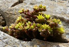 Sedum litoreum