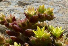 Sedum litoreum