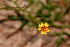 Glossocardia bidens