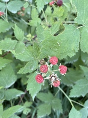 Rubus