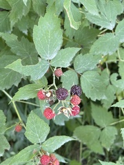 Rubus