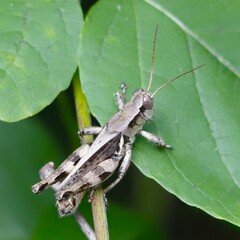 Melanoplus keeleri