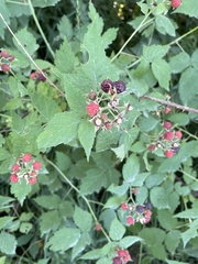Rubus