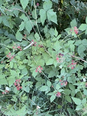 Rubus