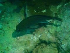 Pomacentrus microspilus