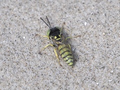 Microbembex monodonta