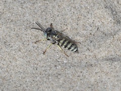 Microbembex monodonta