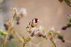 Carduelis carduelis
