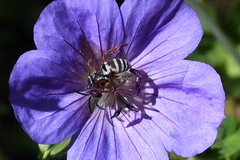 Triepeolus subnitens