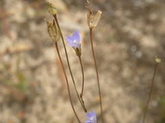 Wahlenbergia gracilenta