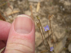 Wahlenbergia gracilenta